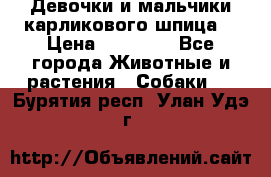 Девочки и мальчики карликового шпица  › Цена ­ 20 000 - Все города Животные и растения » Собаки   . Бурятия респ.,Улан-Удэ г.